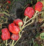 Capsicum annuum