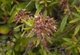 Ledum palustriforme