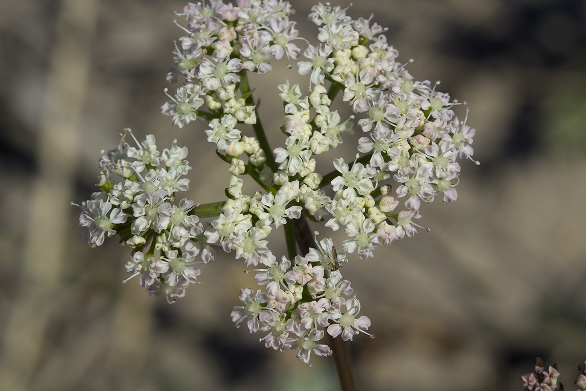 Image of Ligusticum scoticum specimen.