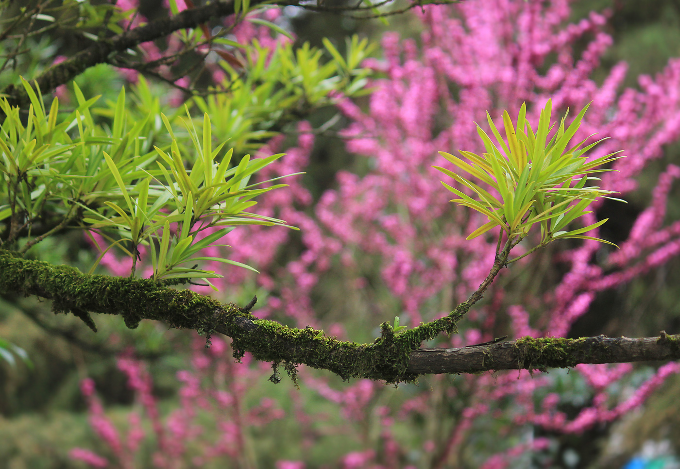 Image of Podocarpus macrophyllus specimen.