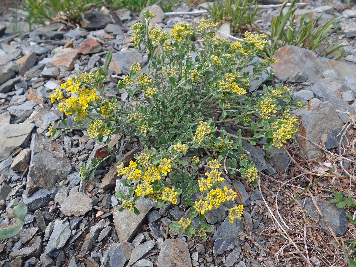 Image of Odontarrhena obovata specimen.