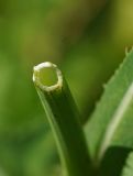 Sonchus подвид uliginosus