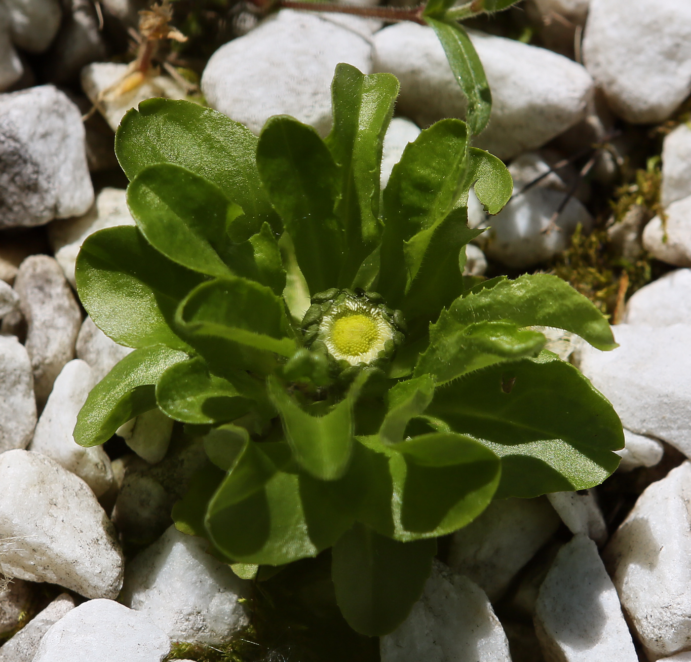 Image of genus Bellis specimen.