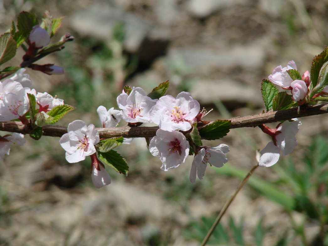 Image of Cerasus tomentosa specimen.