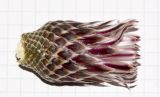 Ferocactus recurvus