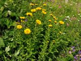 Inula grandiflora. Цветущие растения. Абхазия, Рицинский реликтовый национальный парк, долина р. Аджарра, ≈ 2100 м н.у.м., субальпийский луг. 12.07.2017.