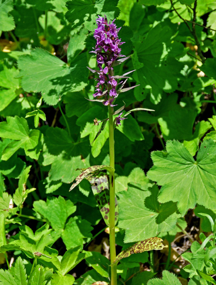 Изображение особи Dactylorhiza euxina.