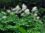 Aruncus sylvestris