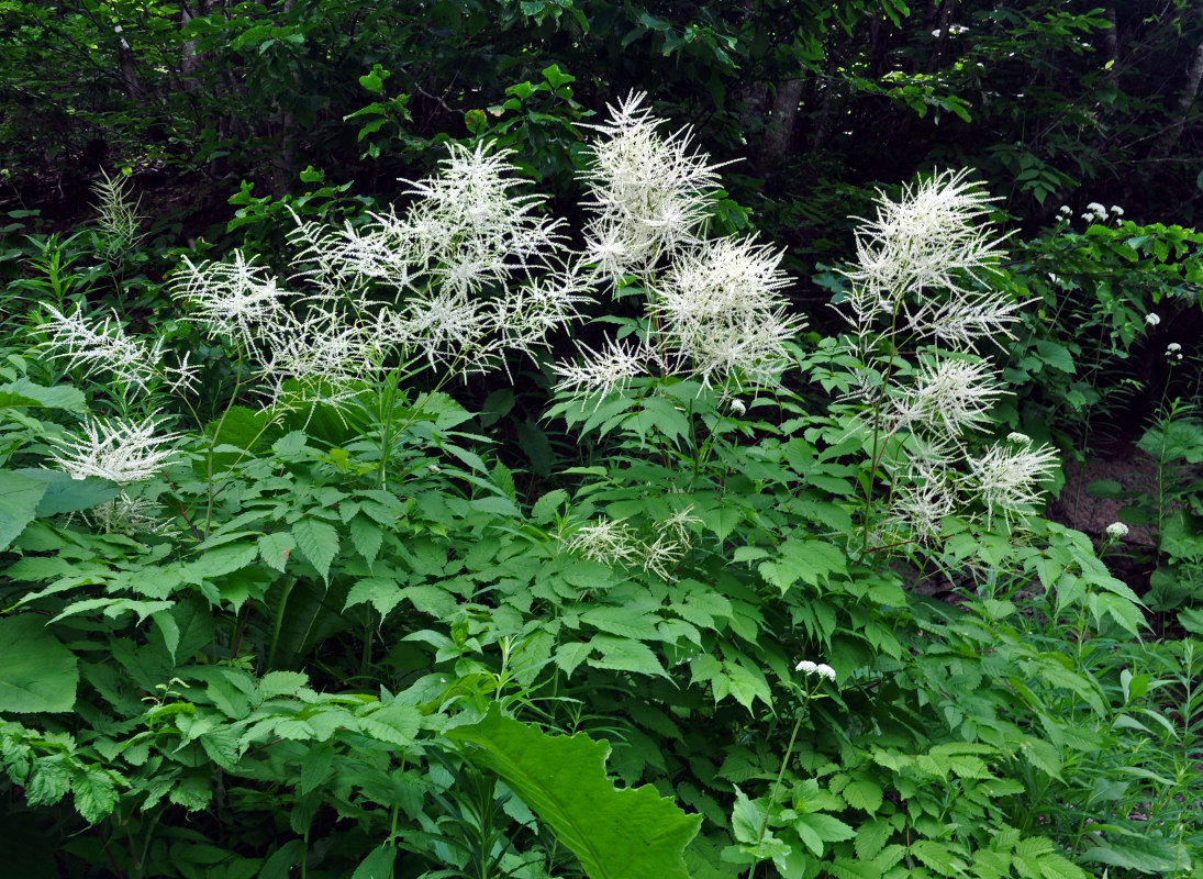Image of Aruncus sylvestris specimen.