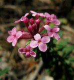 Daphne cneorum