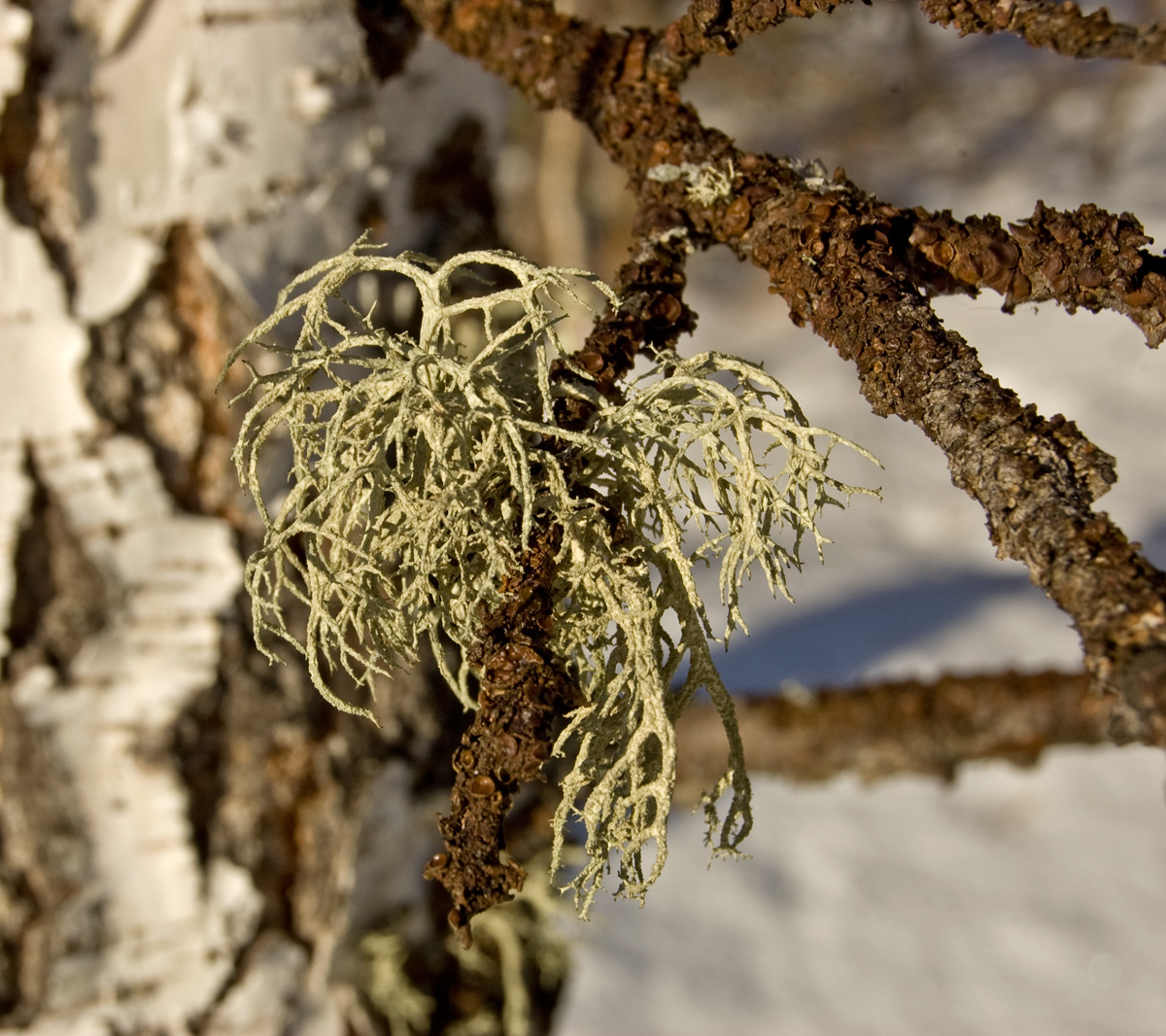 Image of genus Evernia specimen.