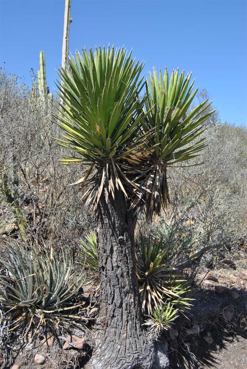 Изображение особи Yucca potosina.