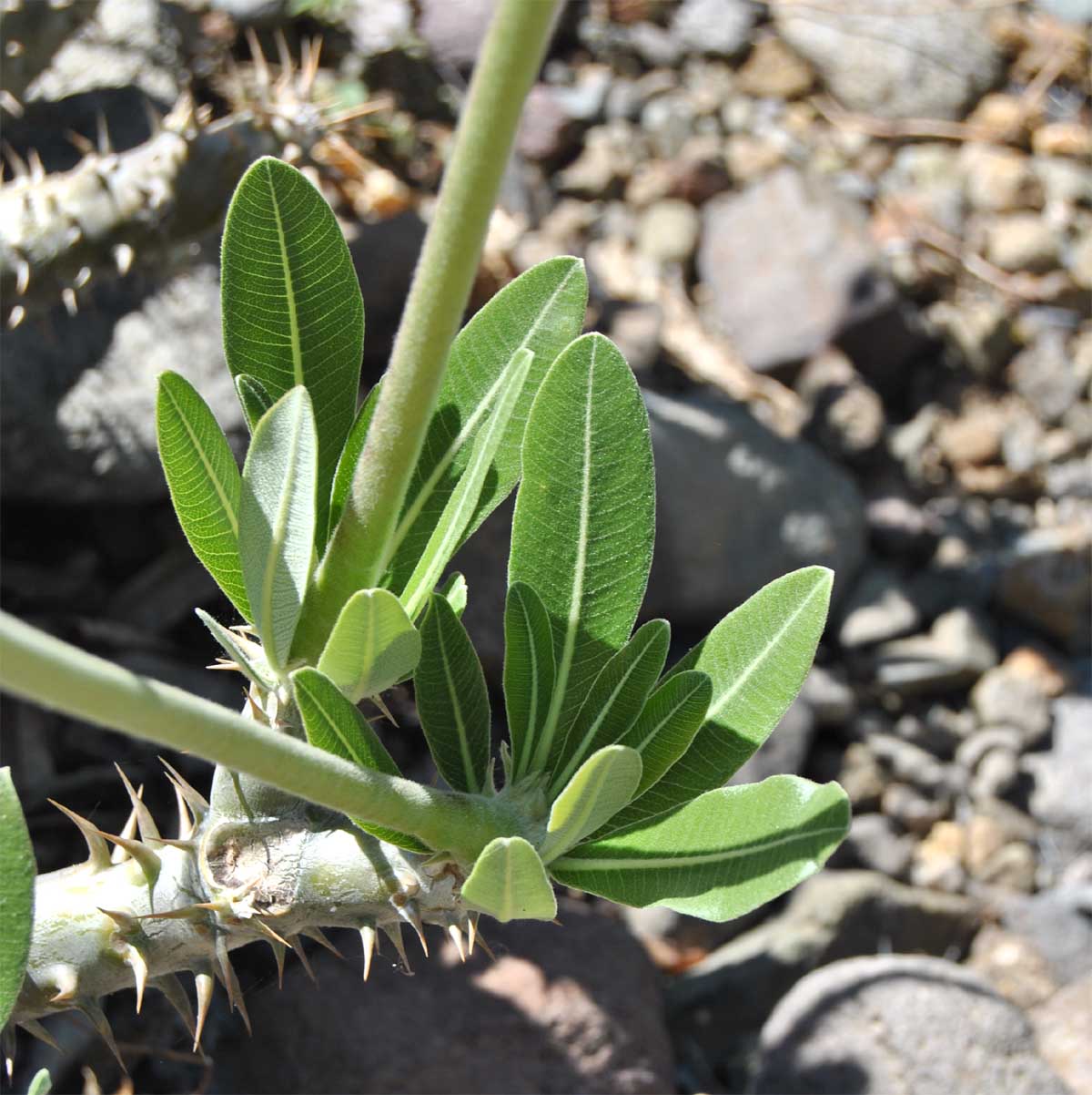 Image of Pachypodium horombense specimen.