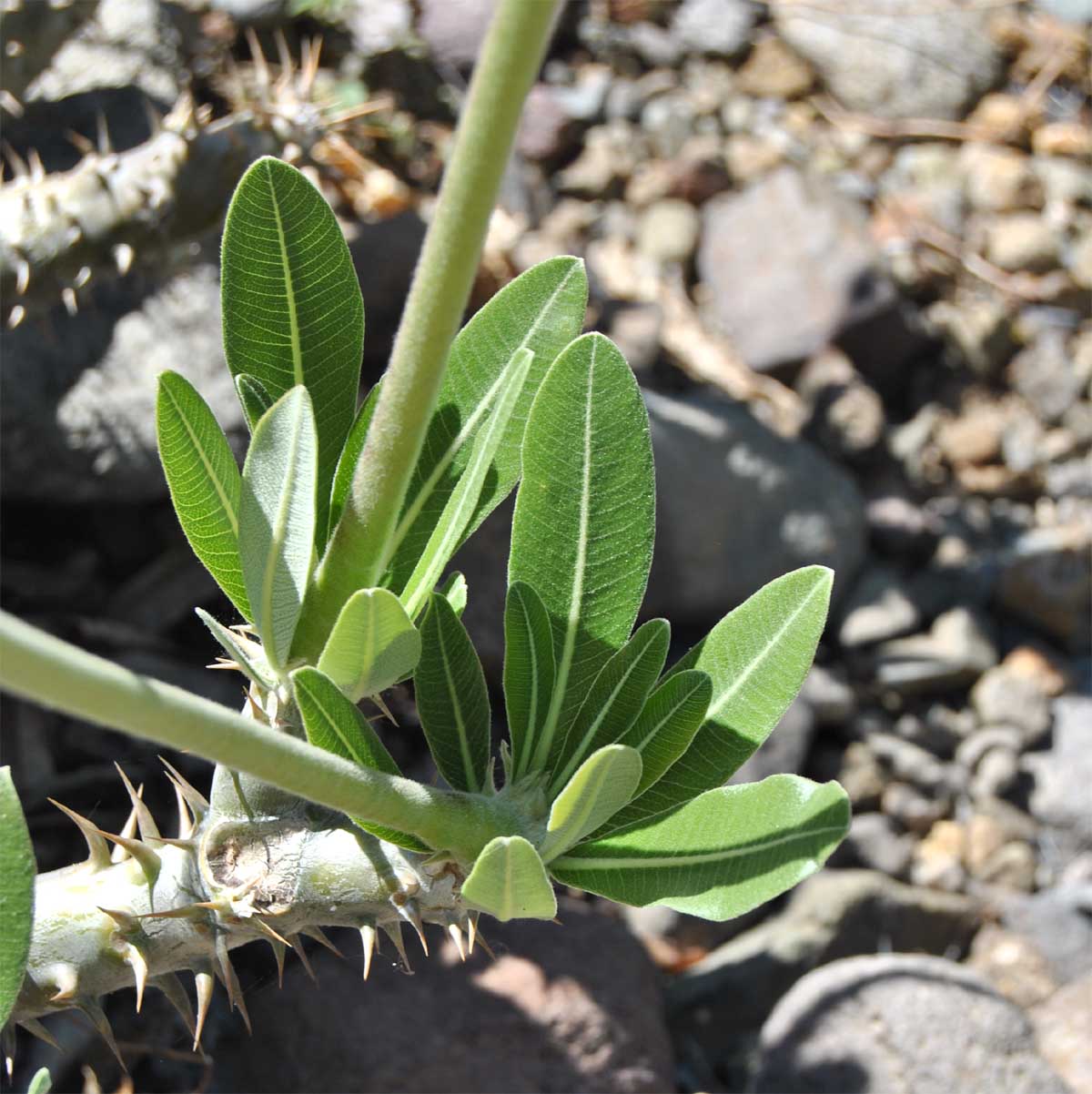 Изображение особи Pachypodium horombense.