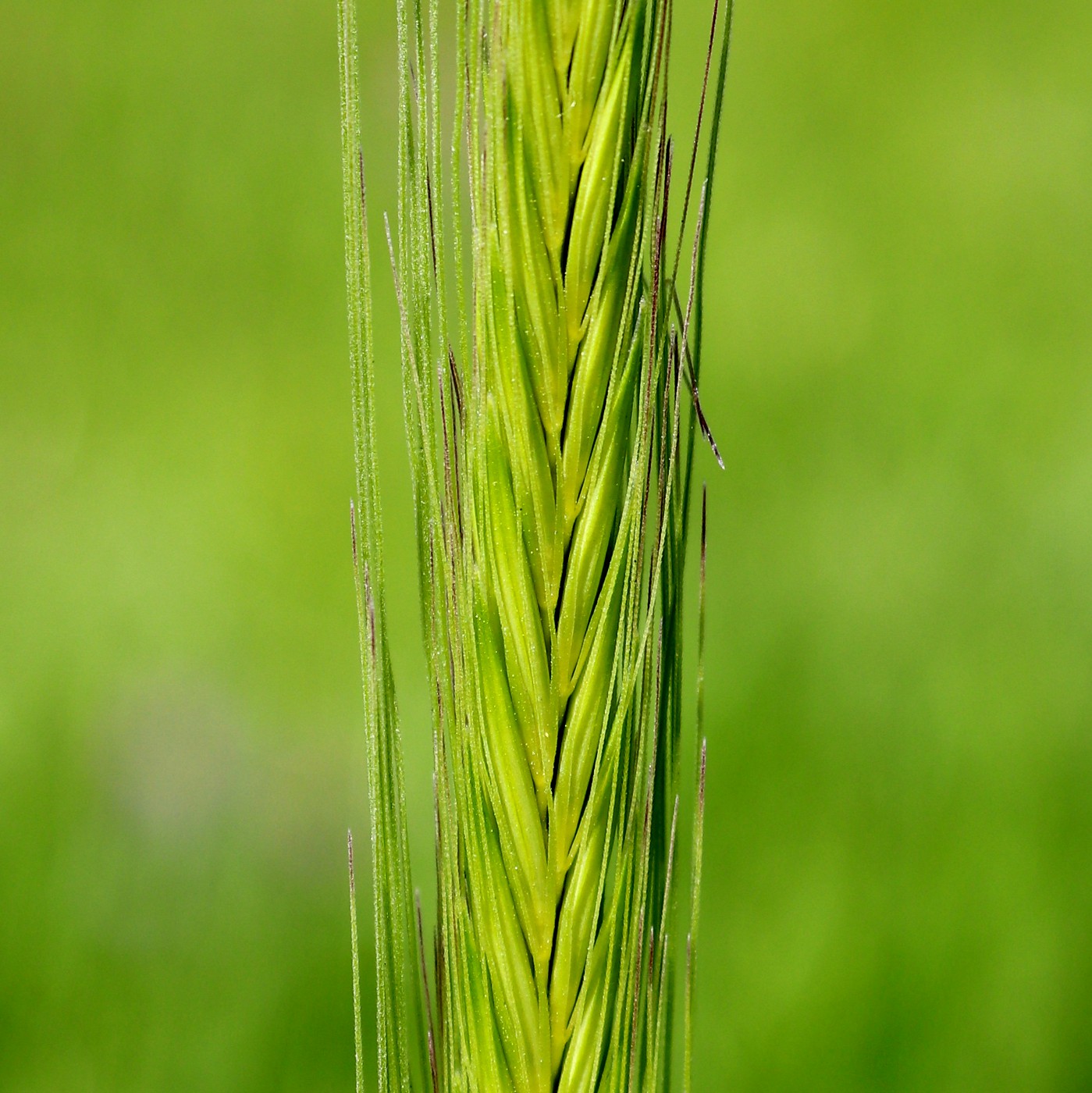 Изображение особи Hordeum bulbosum.