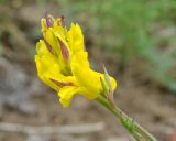 Corydalis sibirica