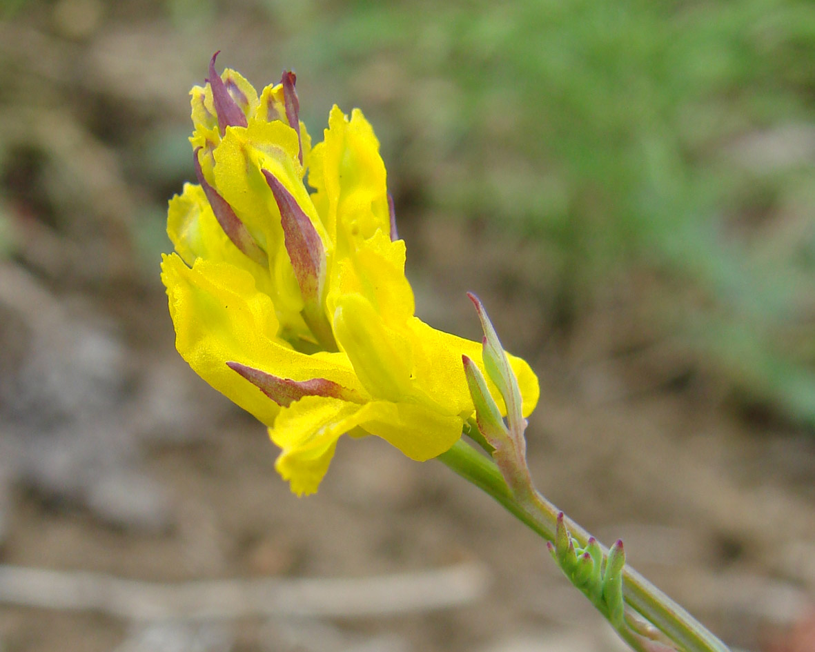 Изображение особи Corydalis sibirica.