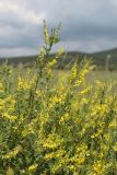Melilotus officinalis