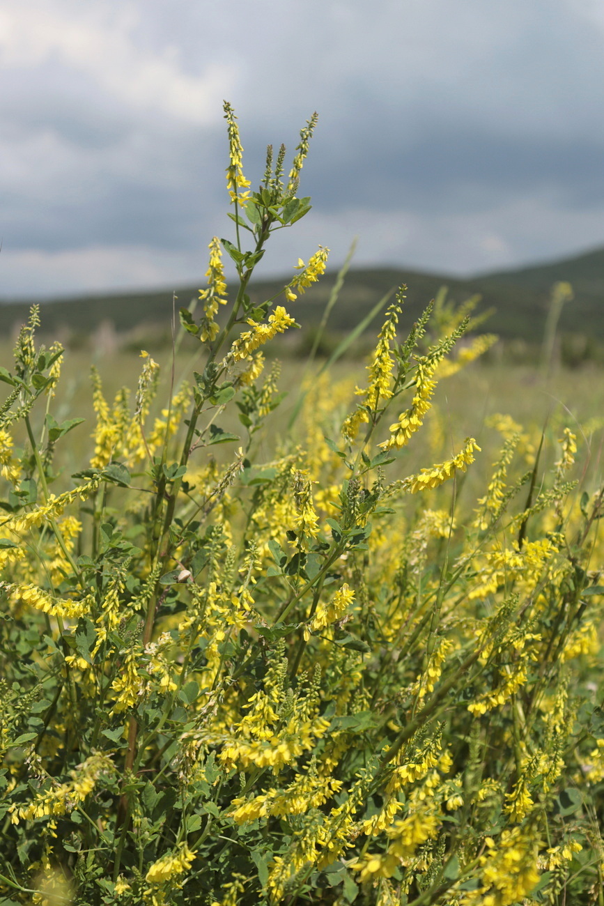 Изображение особи Melilotus officinalis.