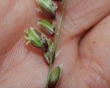 Melica nutans. Часть соцветия. Подмосковье, окр. г. Одинцово, смешанный лес. Май 2018 г.