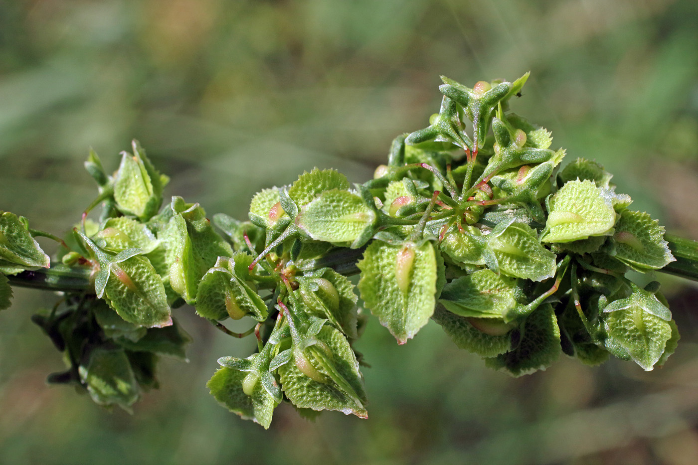 Изображение особи Rumex drobovii.