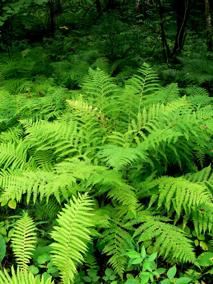 Изображение особи Athyrium filix-femina.