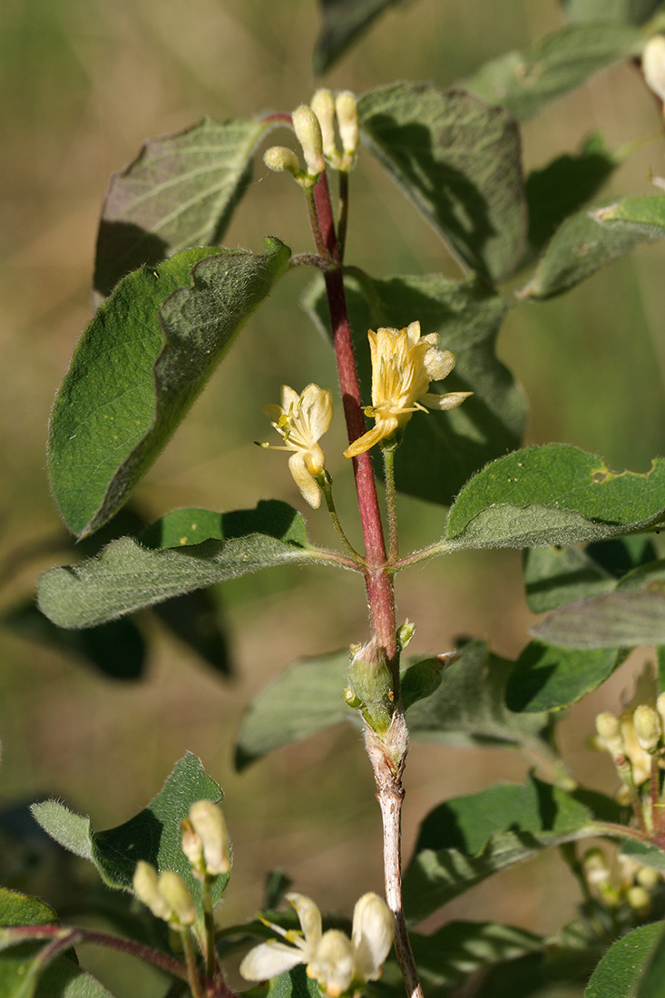 Image of Lonicera xylosteum specimen.