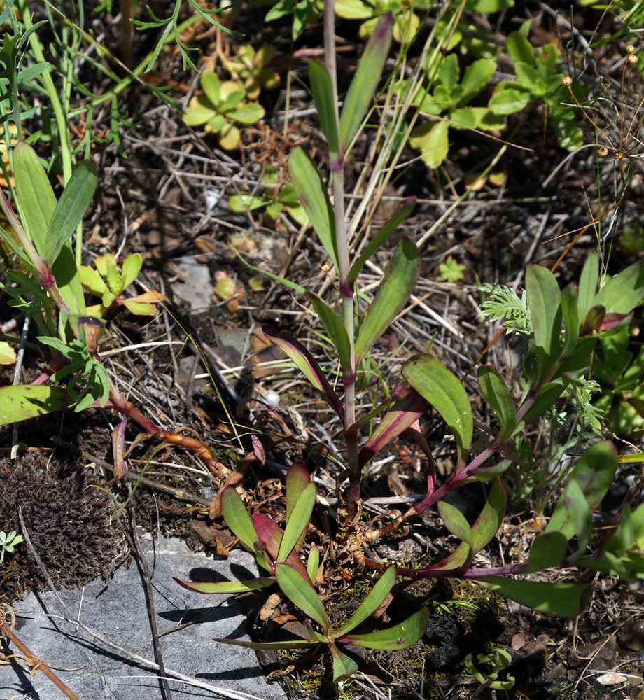 Image of Gypsophila altissima specimen.
