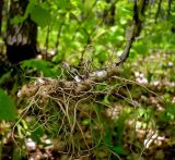 Polygonatum multiflorum. Выкопанное корневище с боковыми корешками. Чувашия, окр. г. Шумерля, Кумашкинский заказник, смешанный лес возле Соколовой поляны. 18 мая 2008 г.