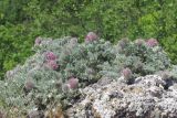 Astragalus setosulus. Зацветающие растения. Крым, окр. Севастополя, с. Резервное. 3 мая 2014 г.