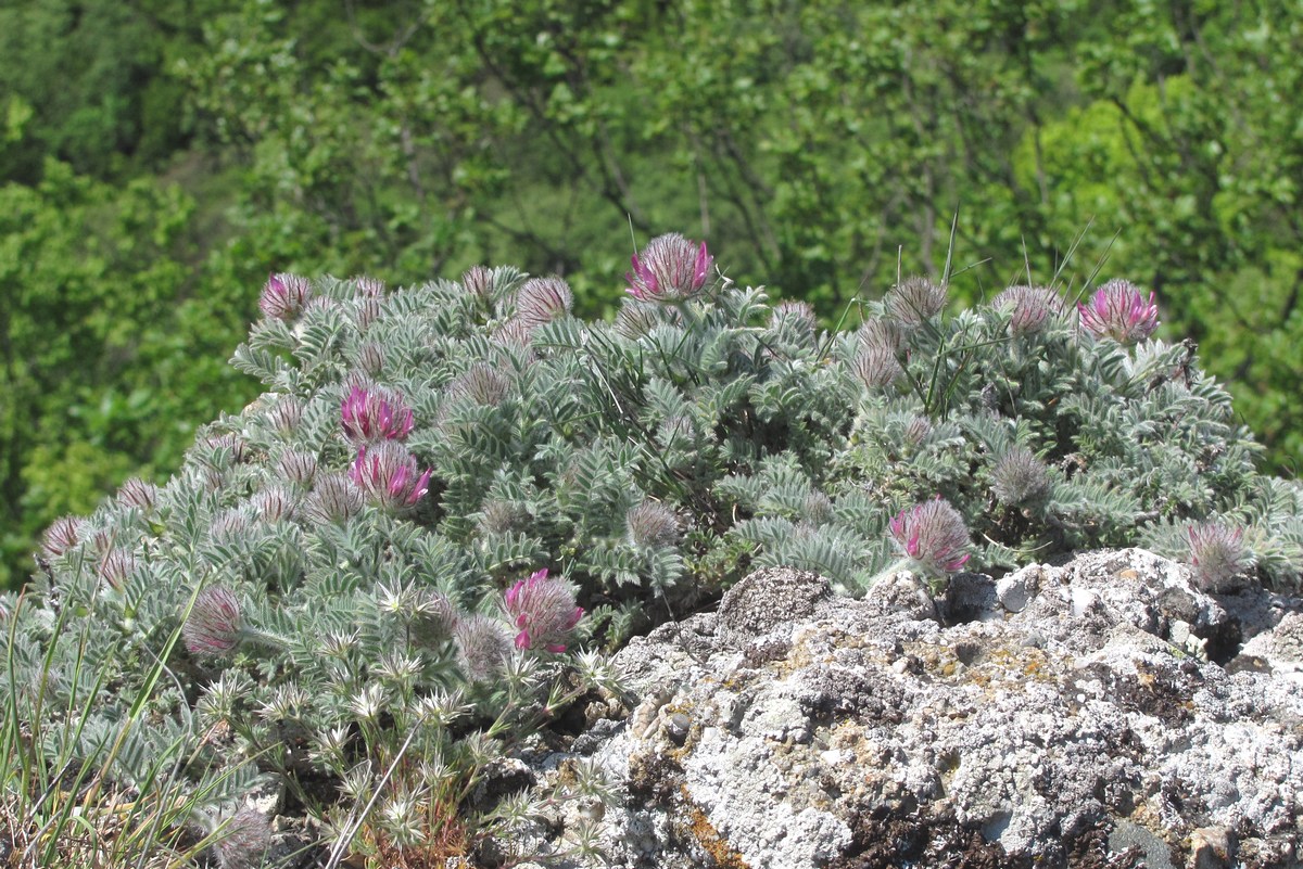 Image of Astragalus setosulus specimen.