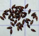 Melica transsilvanica