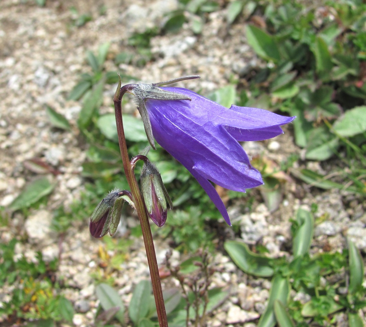 Image of Campanula collina specimen.