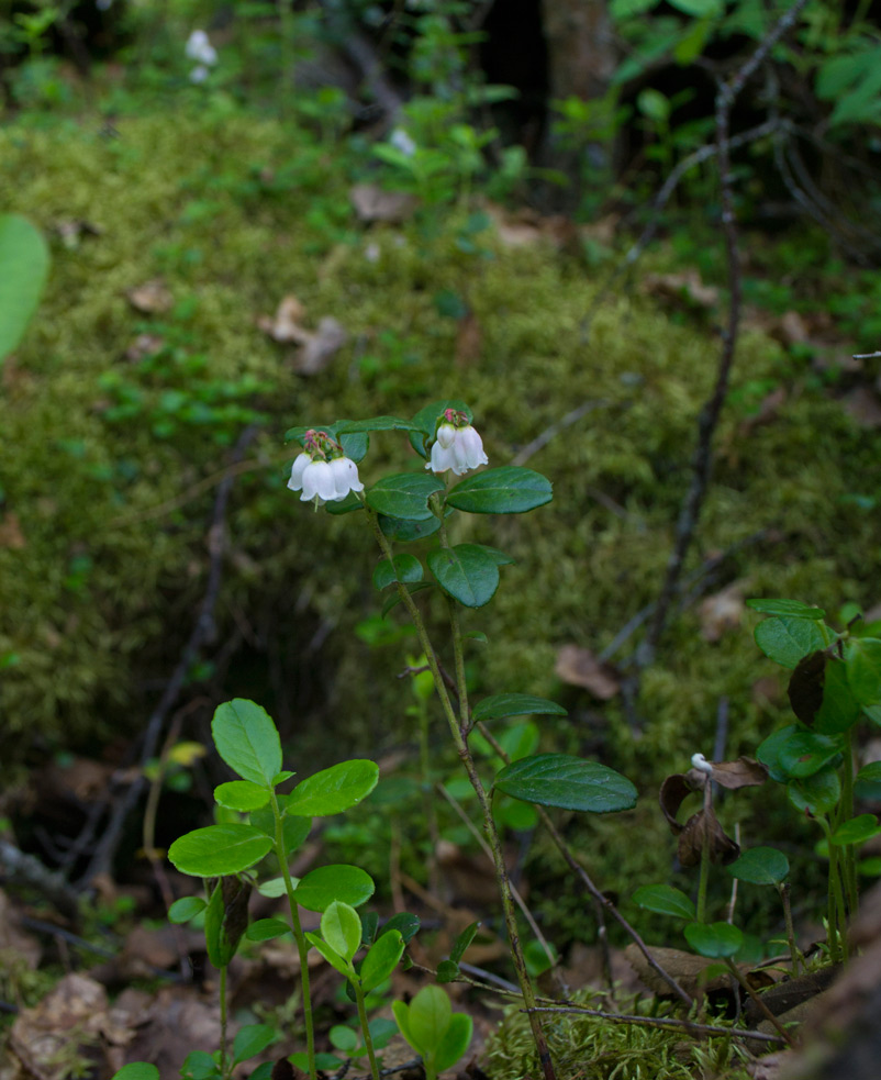 Изображение особи Vaccinium vitis-idaea.