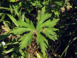 Geranium pratense