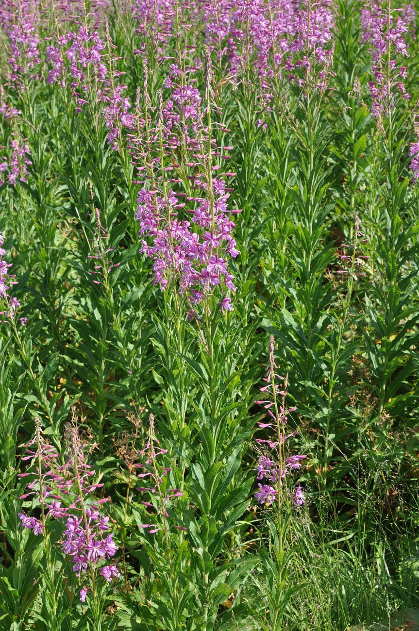 Image of Chamaenerion angustifolium specimen.