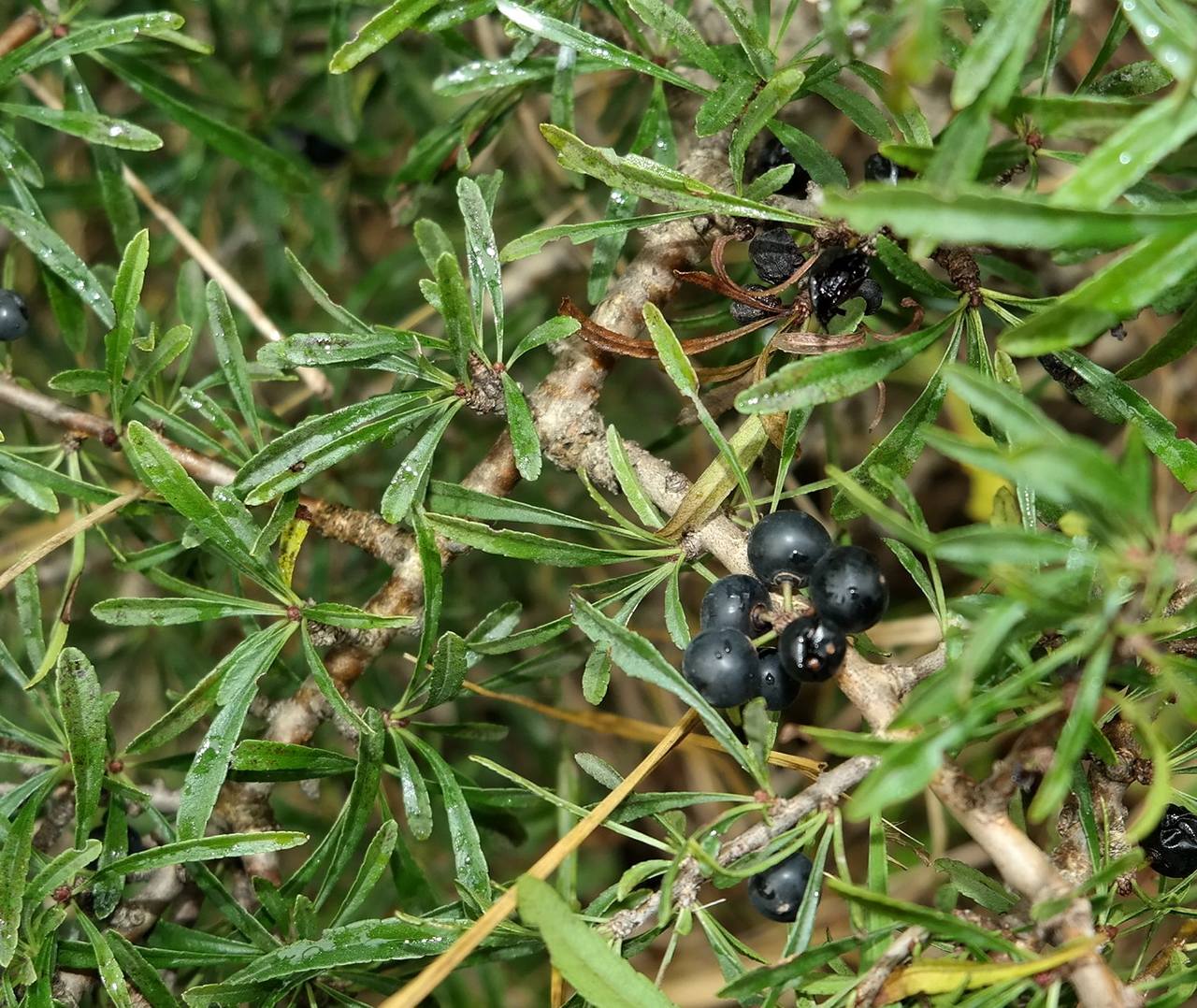 Image of Rhamnus erythroxyloides specimen.