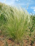 genus Stipa