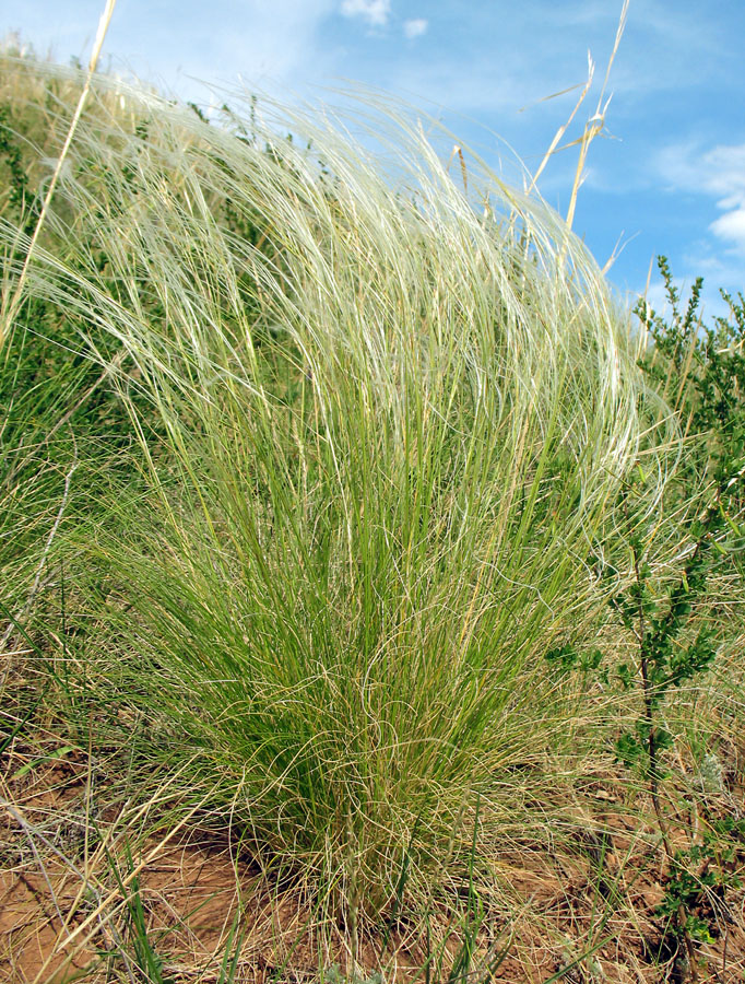 Изображение особи род Stipa.