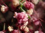 Cuscuta palaestina