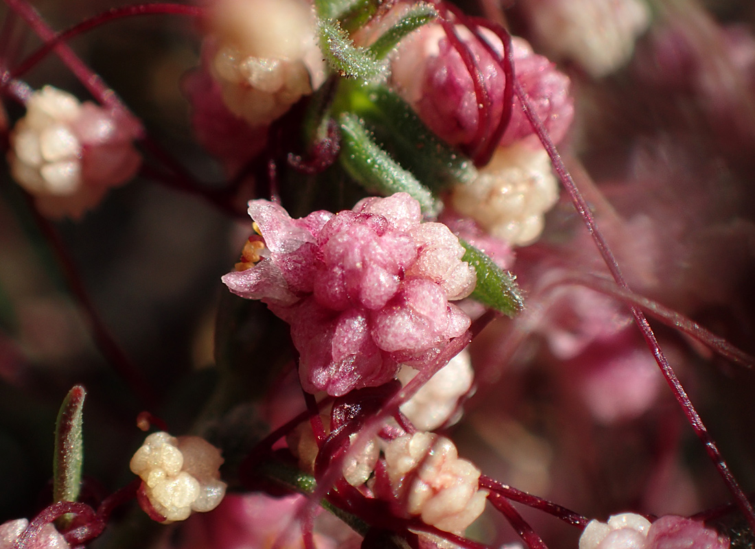 Изображение особи Cuscuta palaestina.