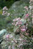 genus Asperula
