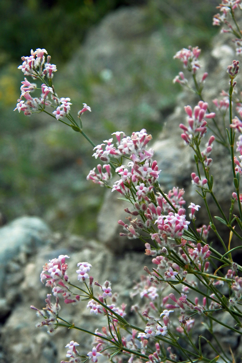 Изображение особи род Asperula.