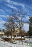 Fagus sylvatica