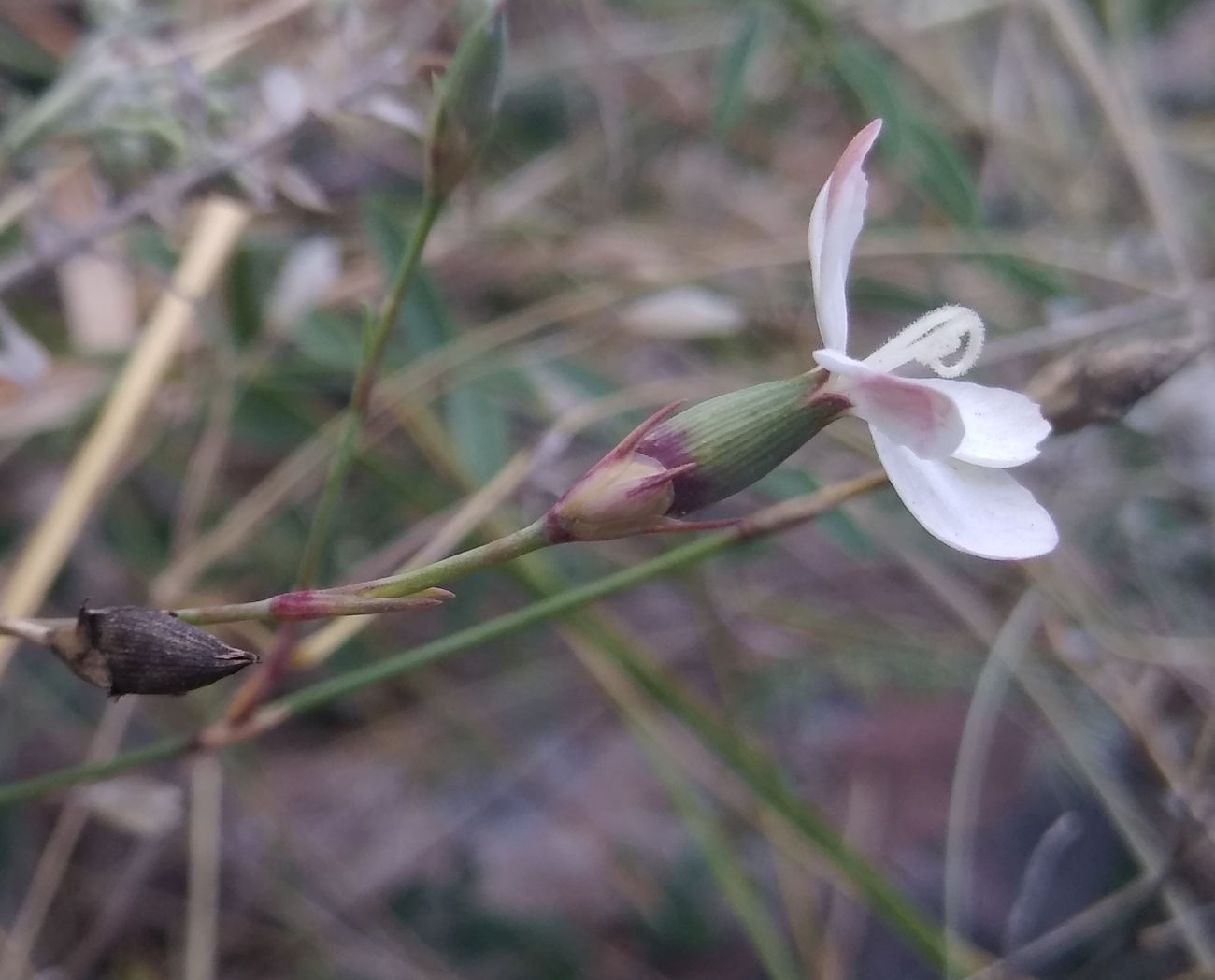 Image of Dianthus atschurensis specimen.