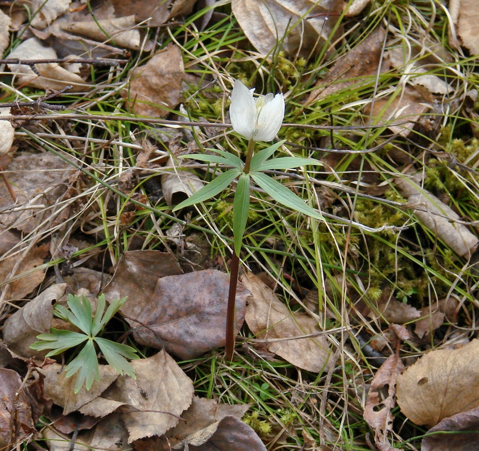 Image of Eranthis sibirica specimen.