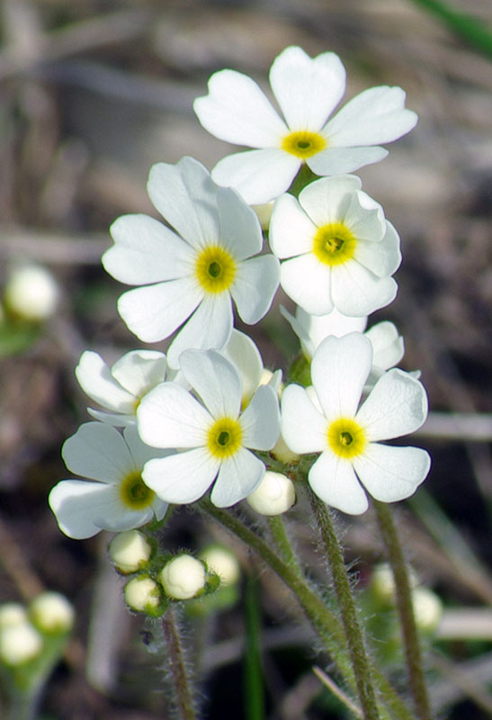 Image of Androsace lehmanniana specimen.