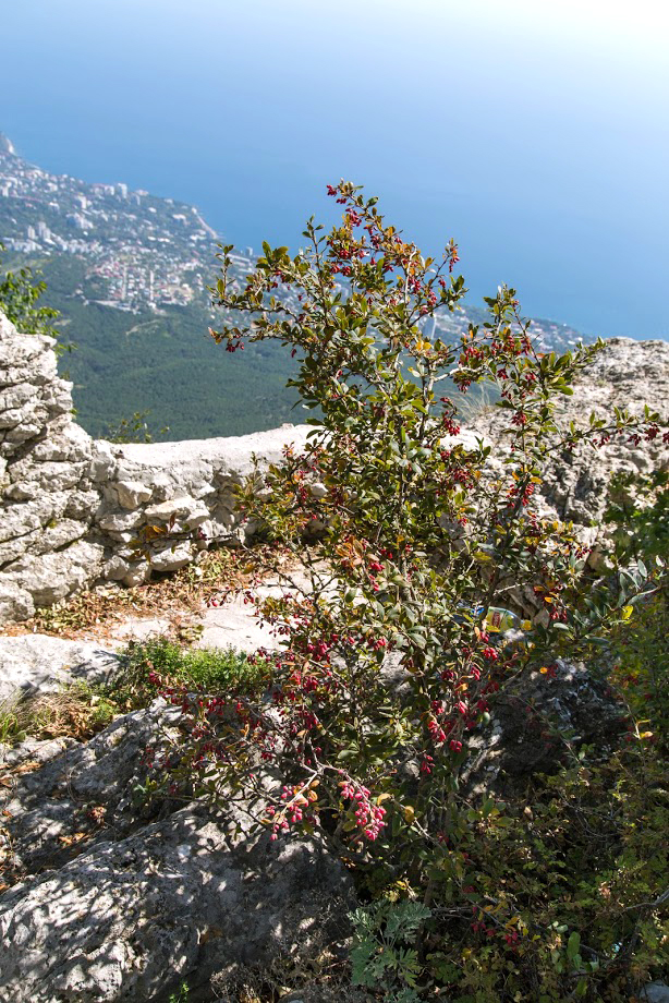 Image of Berberis orientalis specimen.