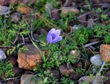 Anemone coronaria. Цветущее растение. Турция, национальный парк Олимпос-Бейдаглары, окр. бухты Адрасан, каменистый склон на опушке сосняка. 04.01.2019.