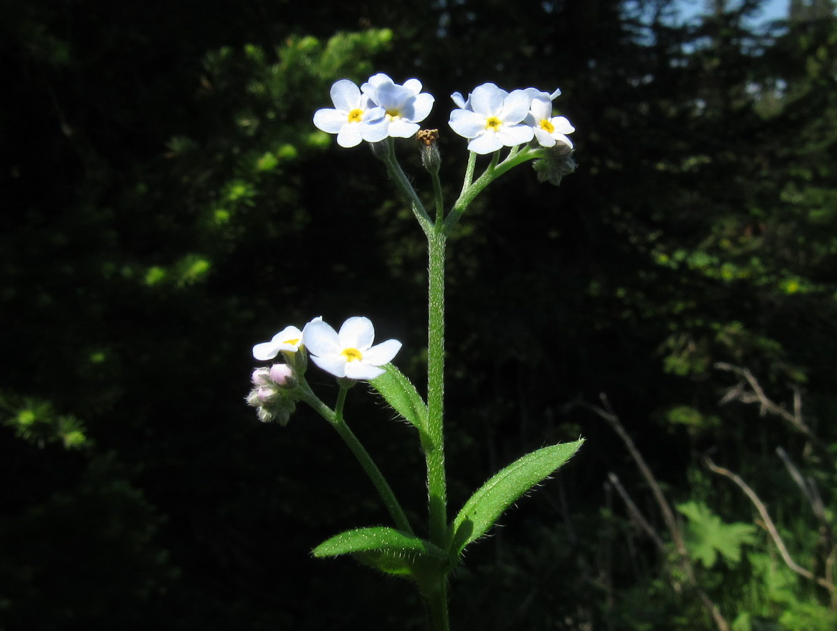 Изображение особи Myosotis nikiforovae.